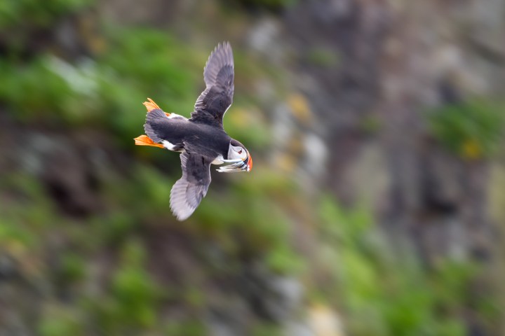 Flying Puffin-1