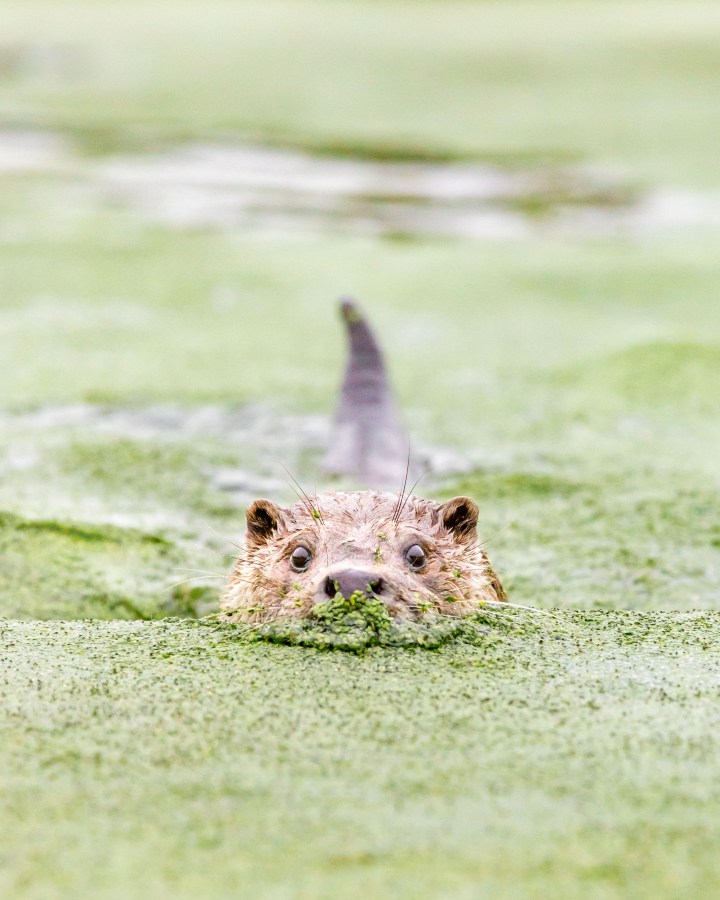 otter re-editted (1 of 1)