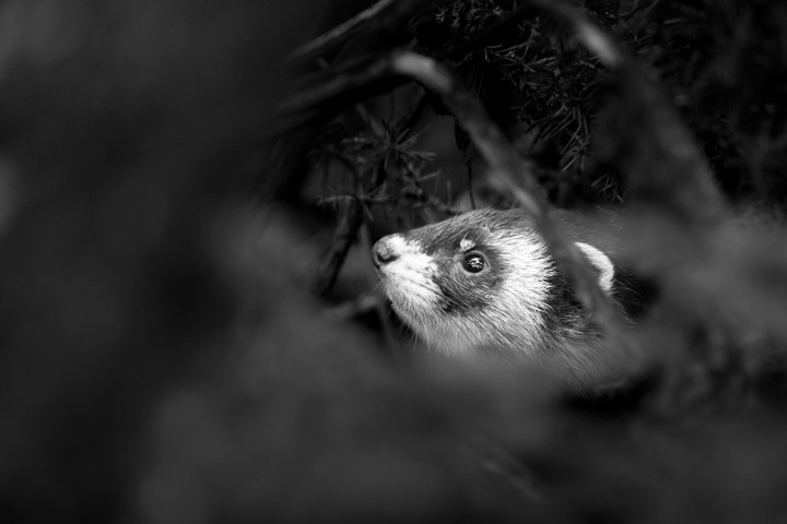 Polecat (1 of 5)