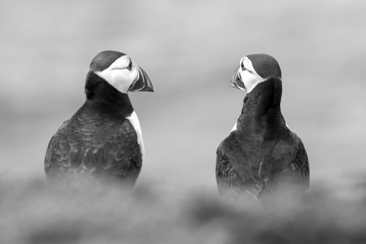 Puffins-17