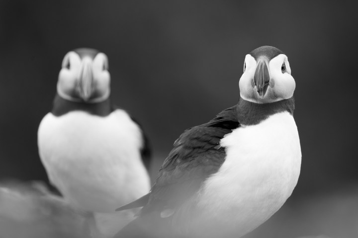 Puffins-43