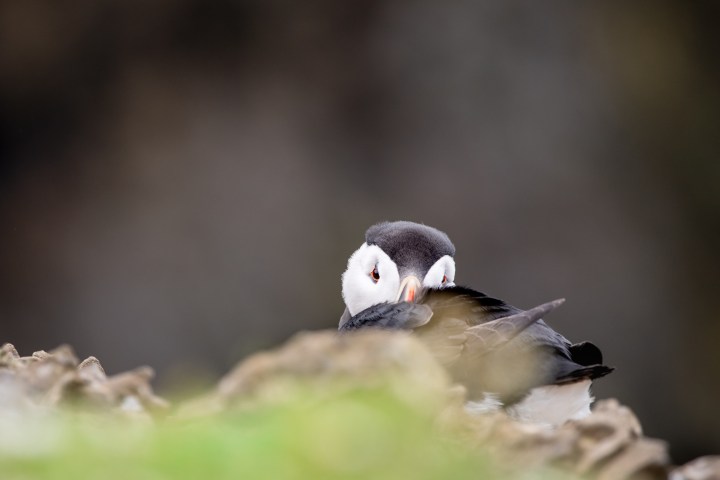 Puffins-44