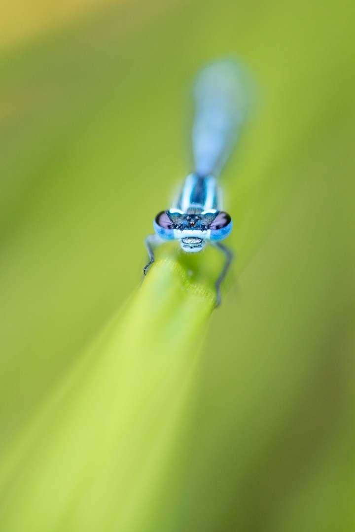 Pulborough photographs damselfly (1 of 1)