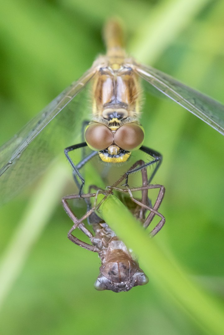 Pulborough photographs hawker and nymph case (1 of 1)