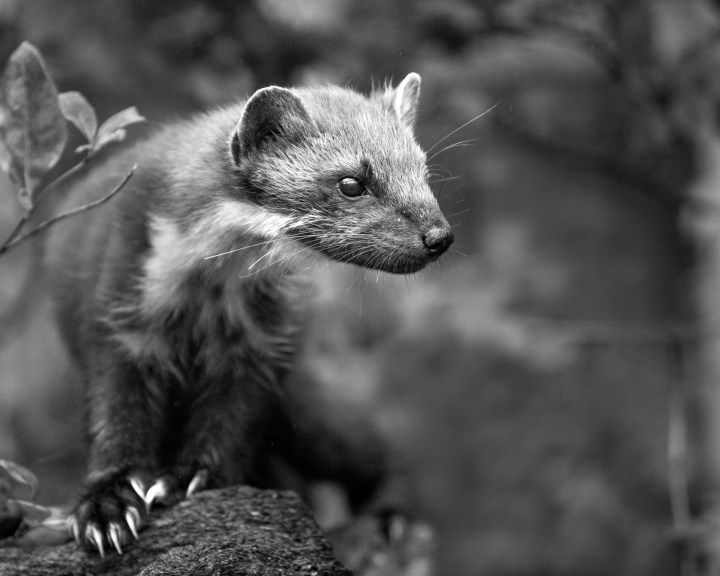 Pine marten
